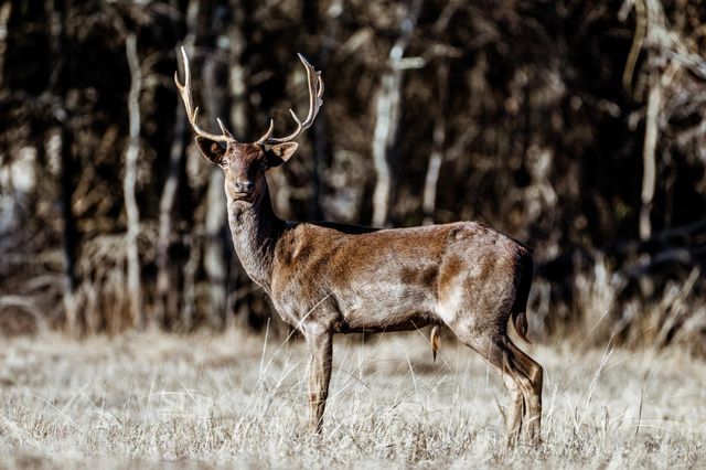 177 County Road 241, Kosse, TX 76653