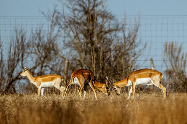 177 County Road 241, Kosse, TX 76653