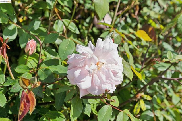 5850 Hazel Ave, Richmond, CA 94805