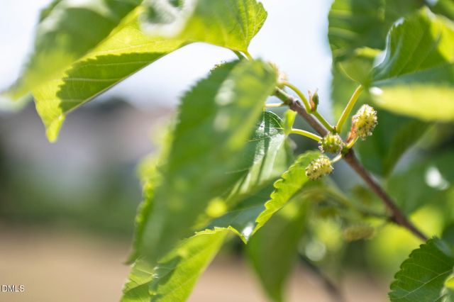 2629 Fortrose Lane, Fuquay Varina, NC 27526