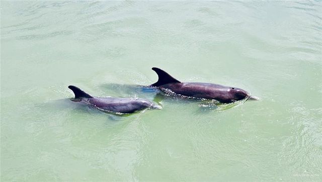 620 Sand Dollar Drive, Port Isabel, TX 78578