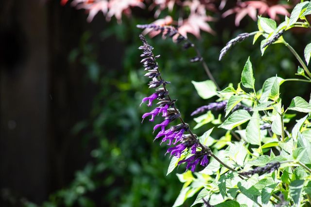 384 Hawthorne Avenue, Los Altos, CA 94022