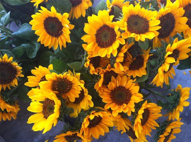 1714 CELTIC DRIVE 204, Venice, FL 34293