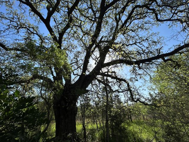 500 Owl Hollow RD, San Marcos, TX 78666