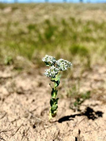 TBD Schmitt Rd, Rye, CO 81069