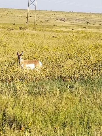 TBD Schmitt Rd, Rye, CO 81069