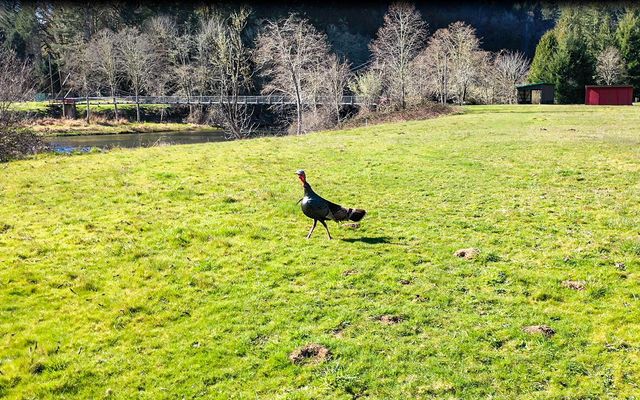 27277 Lower Smith River Road, Reedsport, OR 97467