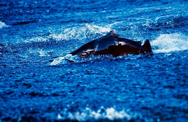 27277 Lower Smith River Road, Reedsport, OR 97467