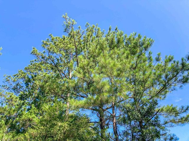 00 Cr 367, Zavalla, TX 75980