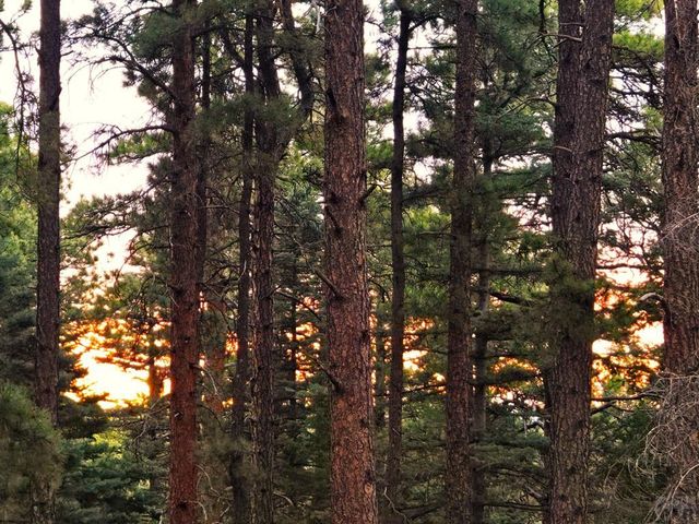 TBD Zorn Rd, Rye, CO 81069
