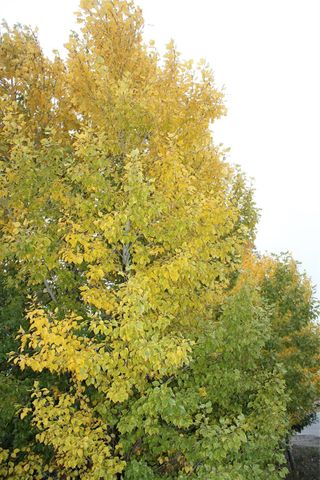 13915 Early Dew Court, Houston, TX 77045