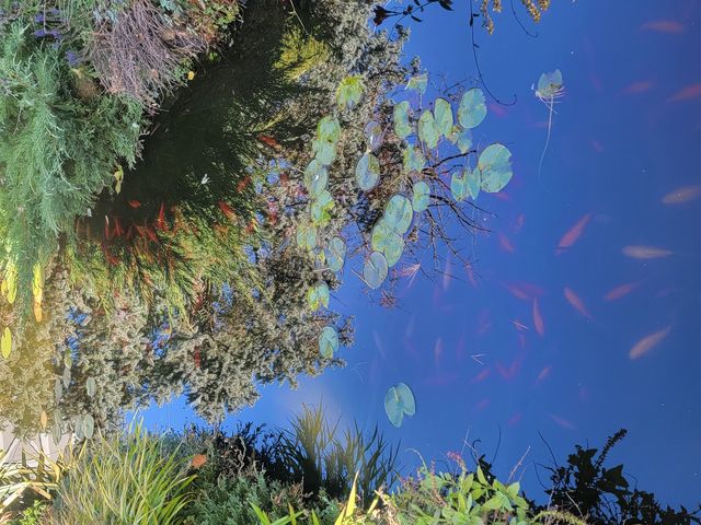 16462 S Ivy Lane, Plainfield, IL 60586