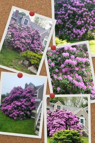 4 Laurel Street, Woburn, MA 01801