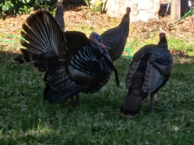1403 BLACKWELDER ROAD, De Leon Springs, FL 32130