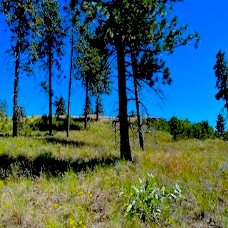 Lot A Kronos Short Plat/Pine Hen Ln, Davenport, WA 99122 photo 13