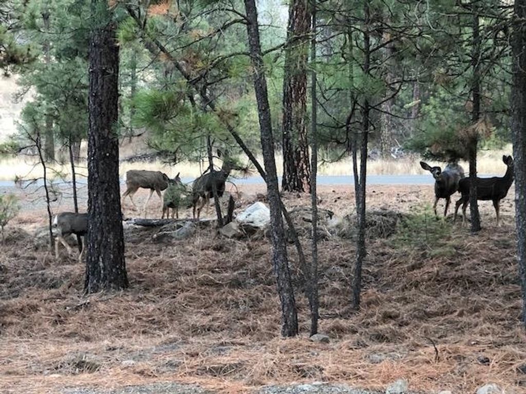 Lot A Kronos Short Plat/Pine Hen Ln, Davenport, WA 99122 photo 31