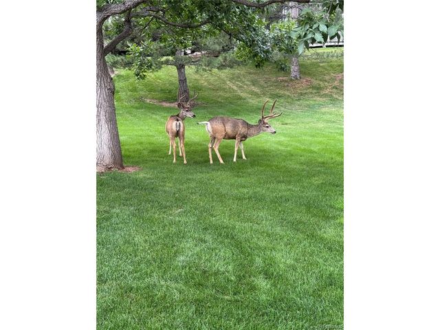 4 Red Cedar, Littleton, CO 80127