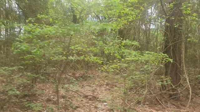 Lot 1 Thornwood Drive, Plantersville, TX 77363