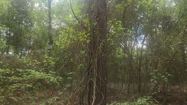 Lot 1 Thornwood Drive, Plantersville, TX 77363