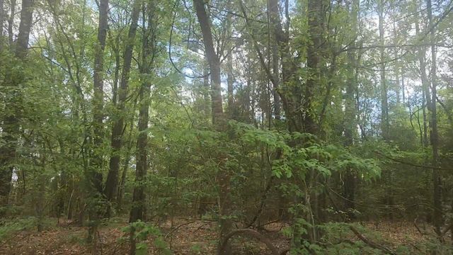 Lot 1 Thornwood Drive, Plantersville, TX 77363