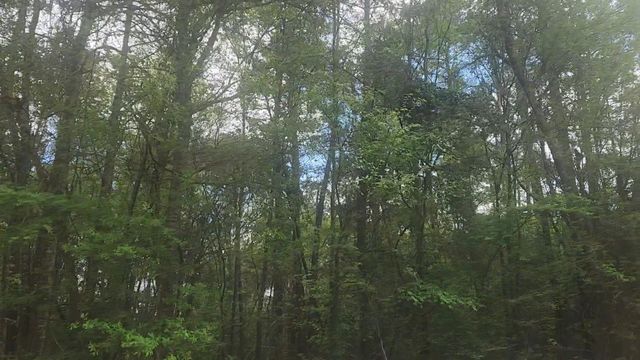 Lot 1 Thornwood Drive, Plantersville, TX 77363