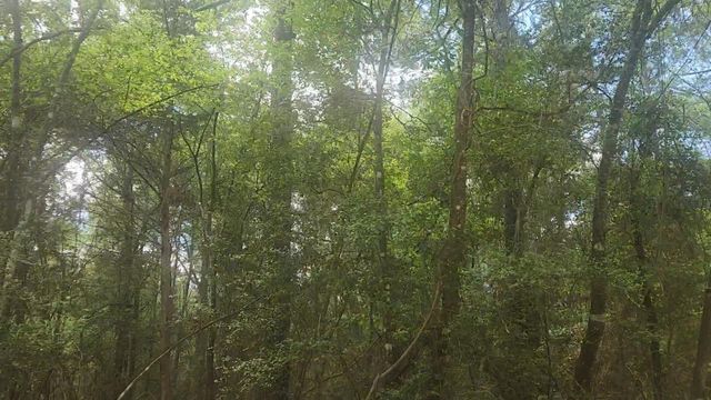 Lot 1 Thornwood Drive, Plantersville, TX 77363