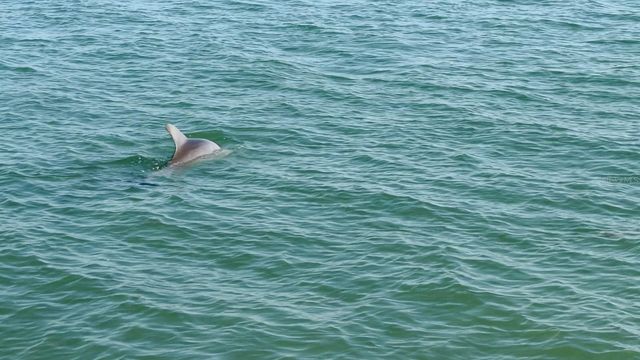 8 GLENCOE PLACE 104, Dunedin, FL 34698