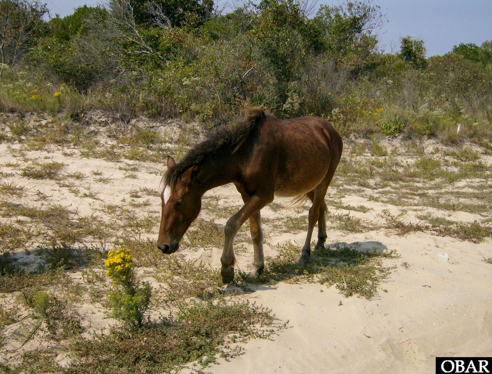 Image 13 of property listing at 2256 Sandpiper Road Lot 3, Corolla, NC 27927