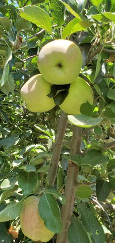 605 Sandpiper Cir, Lodi, CA 95240