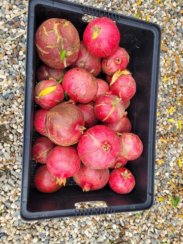 605 Sandpiper Cir, Lodi, CA 95240