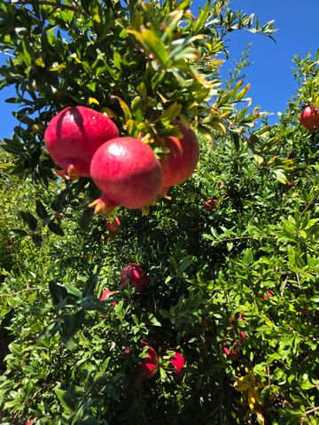 605 Sandpiper Cir, Lodi, CA 95240