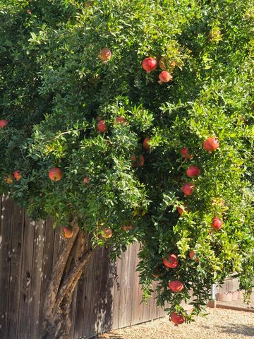 605 Sandpiper Cir, Lodi, CA 95240