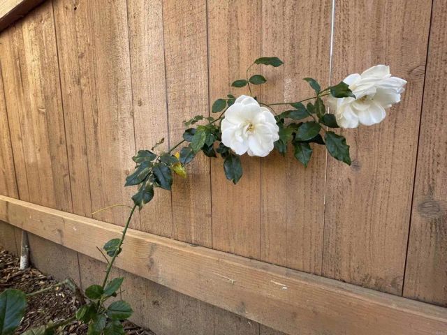 121 E Warner St, Ventura, CA 93001