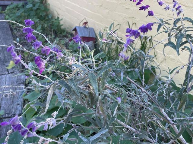 121 E Warner St, Ventura, CA 93001