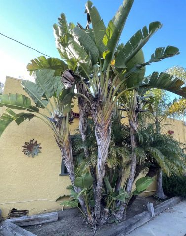 121 E Warner St, Ventura, CA 93001