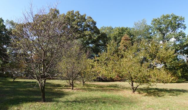 9920 In-8, Knox, IN 46534