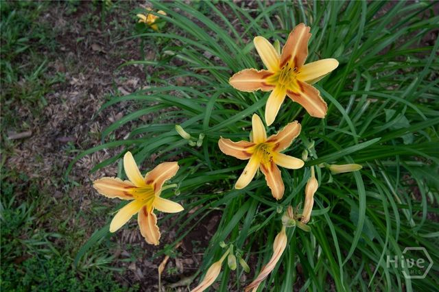 2021 Windfield Drive, Monroe, GA 30655