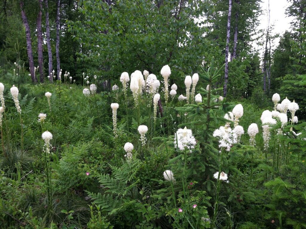 88 Abbey Road, Whitefish, MT 59937 photo 10