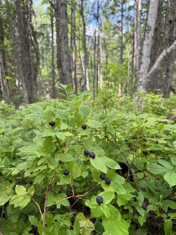 88 Abbey Road, Whitefish, MT 59937 photo 7