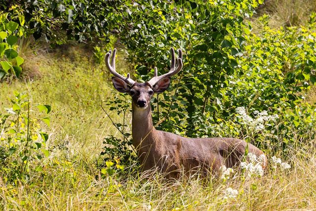 193 Doris Dr, Kerrville, TX 78028