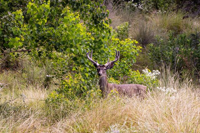 193 Doris Dr, Kerrville, TX 78028