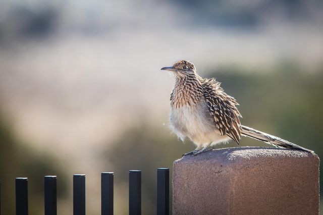 2409 Desert View Road NE, Rio Rancho, NM 87144