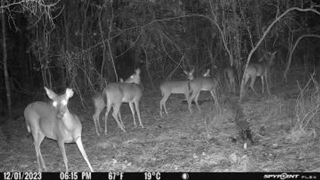 629 Parish Line Rd, Deridder, LA 70634