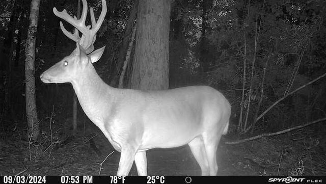 629 Parish Line Rd, Deridder, LA 70634