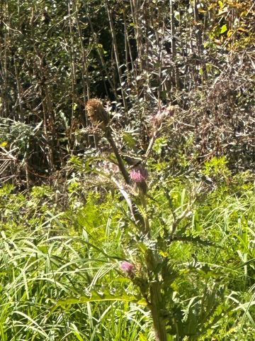 0 Dottie Lane, Shepherd, TX 77371