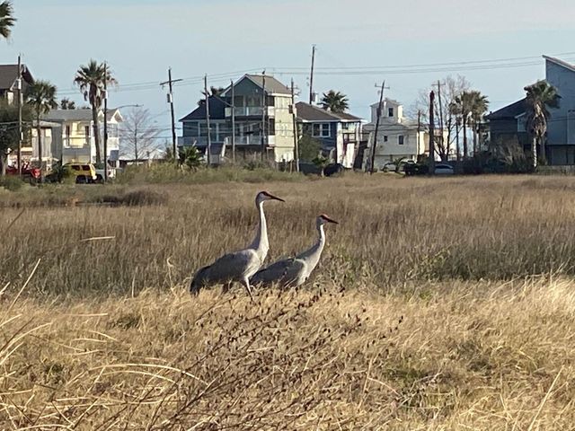 9115 West Bay Road, Galveston, TX 77554