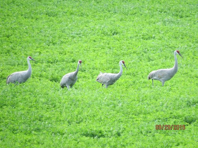 3128 CONCORDIA LANE, Green Bay, WI 54311