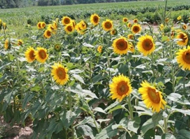 7107 MIRAGE ST, Cordova, TN 38018