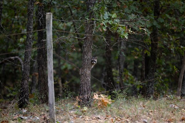 11571 Co Road 76-211, Ava, MO 65608