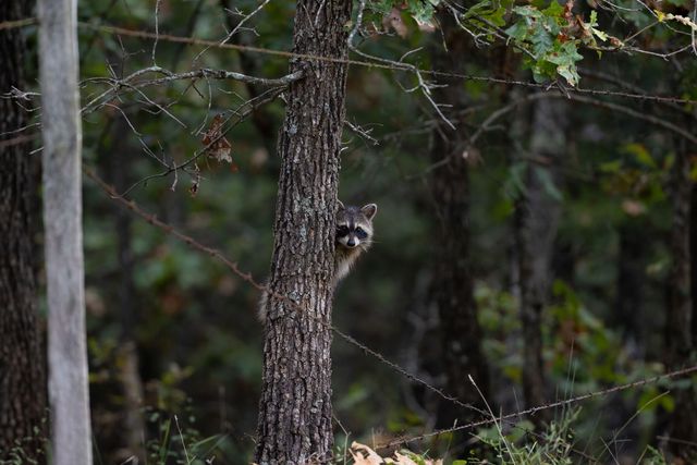 11571 Co Road 76-211, Ava, MO 65608